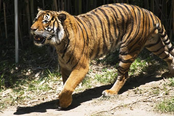 Zoo Predicament: Denmark’s Zoo Asks for Pet Donations to Feed Animals